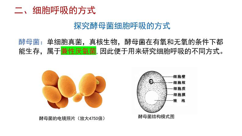 5.3细胞呼吸的原理和应用课件-2022-2023学年高一上学期生物人教版（2019）必修1第6页