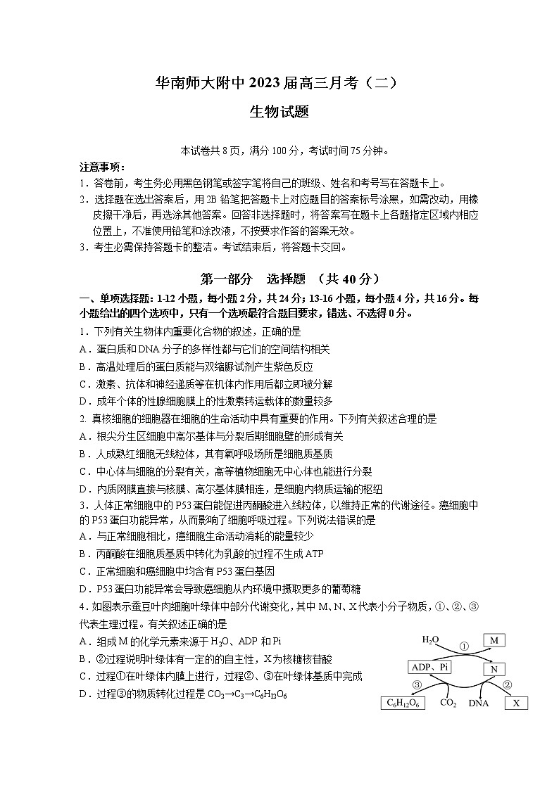 广东省华南师大附中2022-2023学年高三生物月考试卷（二）（Word版附答案）第1页