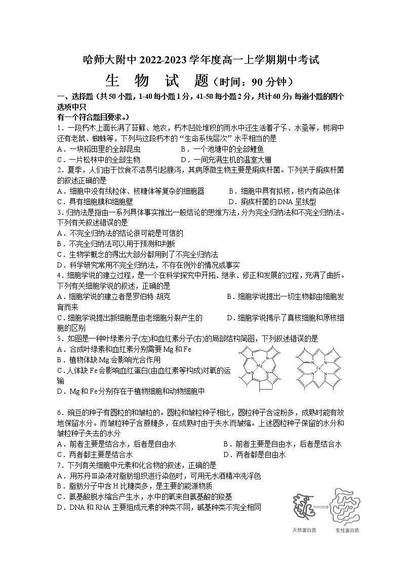 黑龙江省哈尔滨师范大学附属中学2022-2023学年高一生物上学期期中试卷（Word版附答案）01