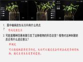 植物生长素(第一课时)课件PPT