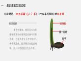 植物生长素(第一课时)课件PPT