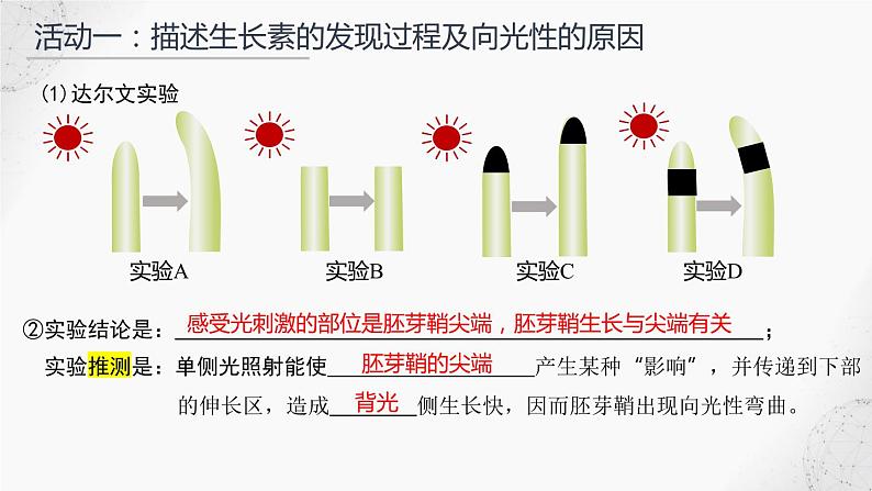 植物生长素(第一课时)课件PPT08