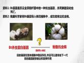 基因表达载体的构建、目的基因的导入课件PPT
