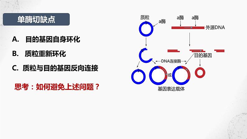 基因表达载体的构建、目的基因的导入课件PPT第7页