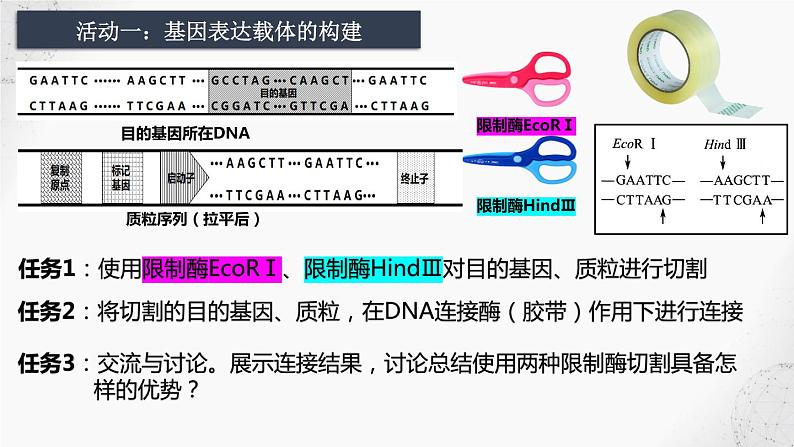 基因表达载体的构建、目的基因的导入课件PPT第8页