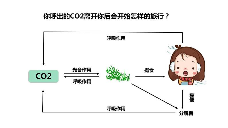 3.3生态系统的物质循环课件PPT第5页