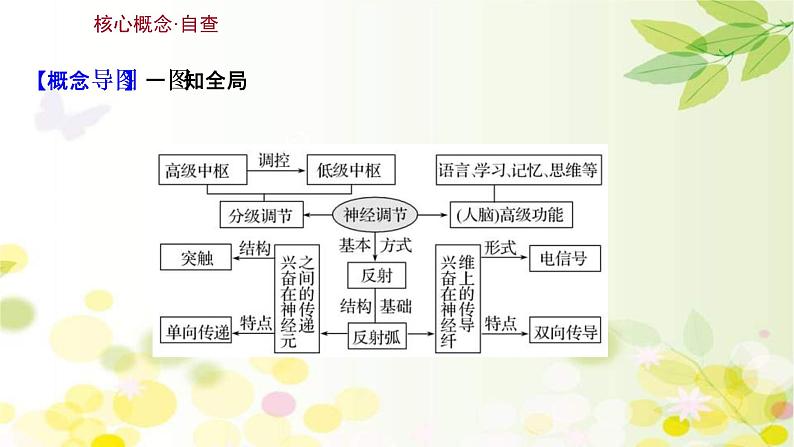 (新高考)高考生物一轮复习课件第八单元第2课通过神经系统的调节(含解析)第3页