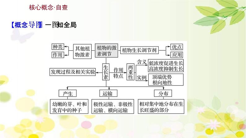 (新高考)高考生物一轮复习课件第八单元第5课植物的激素调节(含解析)第3页