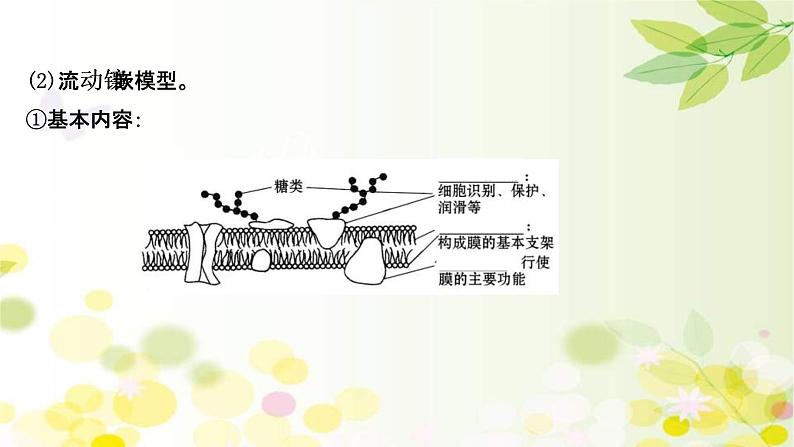 (新高考)高考生物一轮复习课件第二单元第1课细胞膜和细胞核(含解析)第7页