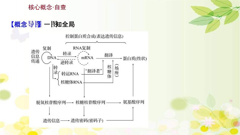 (新高考)高考生物一轮复习课件第六单元第3课基因的表达(含解析)03