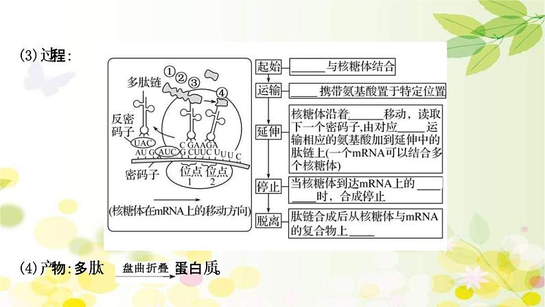 (新高考)高考生物一轮复习课件第六单元第3课基因的表达(含解析)08