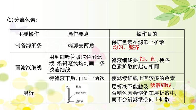 (新高考)高考生物一轮复习课件第三单元第3课光合作用探究历程和基本过程(含解析)第6页