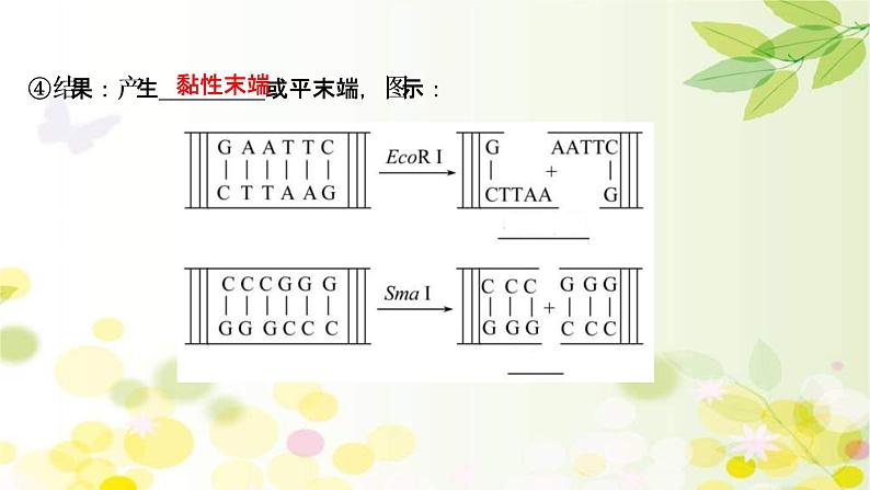 (新高考)高考生物一轮复习课件第十单元第4课基因工程(含解析)06