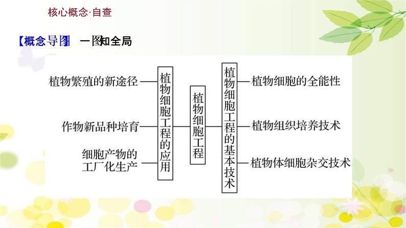 (新高考)高考生物一轮复习课件第十单元第5课植物细胞工程(含解析)第3页