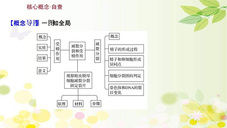 (新高考)高考生物一轮复习课件第四单元第2课细胞的减数分裂和受精作用(含解析)第3页