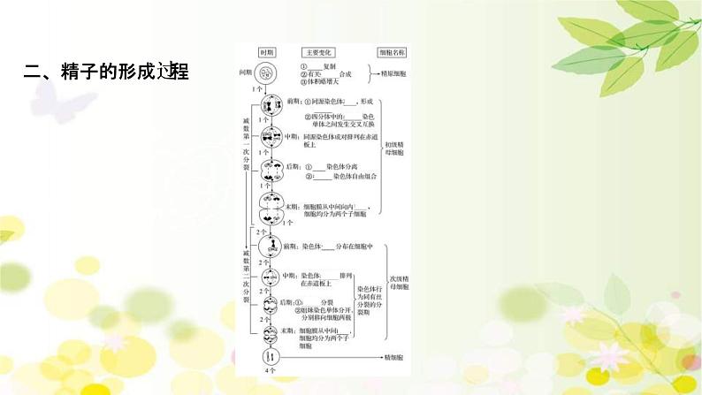 (新高考)高考生物一轮复习课件第四单元第2课细胞的减数分裂和受精作用(含解析)第5页