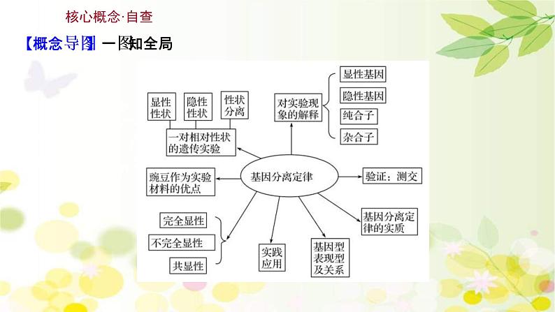 (新高考)高考生物一轮复习课件第五单元第1课基因的分离定律(含解析)03