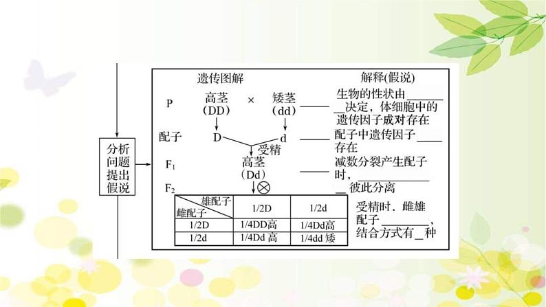 (新高考)高考生物一轮复习课件第五单元第1课基因的分离定律(含解析)08