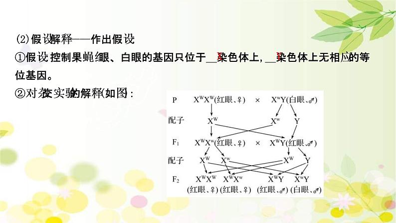 (新高考)高考生物一轮复习课件第五单元第3课基因在染色体上、伴性遗传与人类遗传病(含解析)第7页