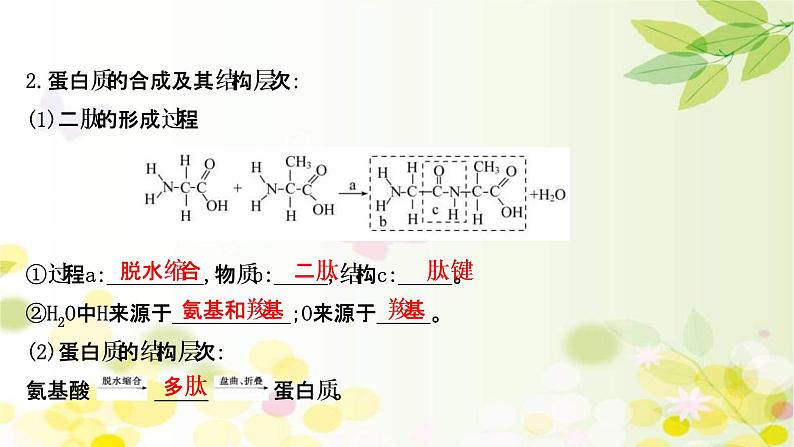 (新高考)高考生物一轮复习课件第一单元第3课蛋白质和核酸(含解析)05