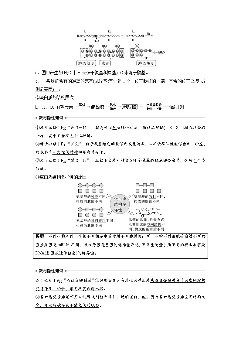 (新高考)2023年高考生物一轮复习讲义第1单元第3课时蛋白质是生命活动的主要承担者(含解析)第2页