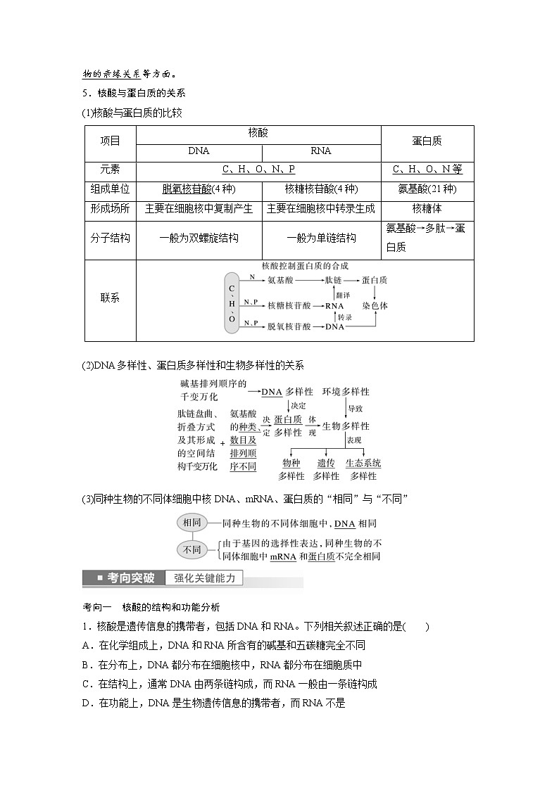 (新高考)2023年高考生物一轮复习讲义第1单元第4课时核酸是遗传信息的携带者(含解析)第2页