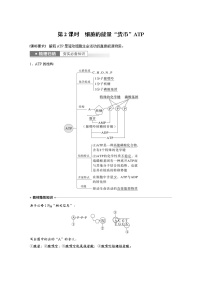 (新高考)2023年高考生物一轮复习讲义第3单元第2课时细胞的能量“货币”ATP(含解析)