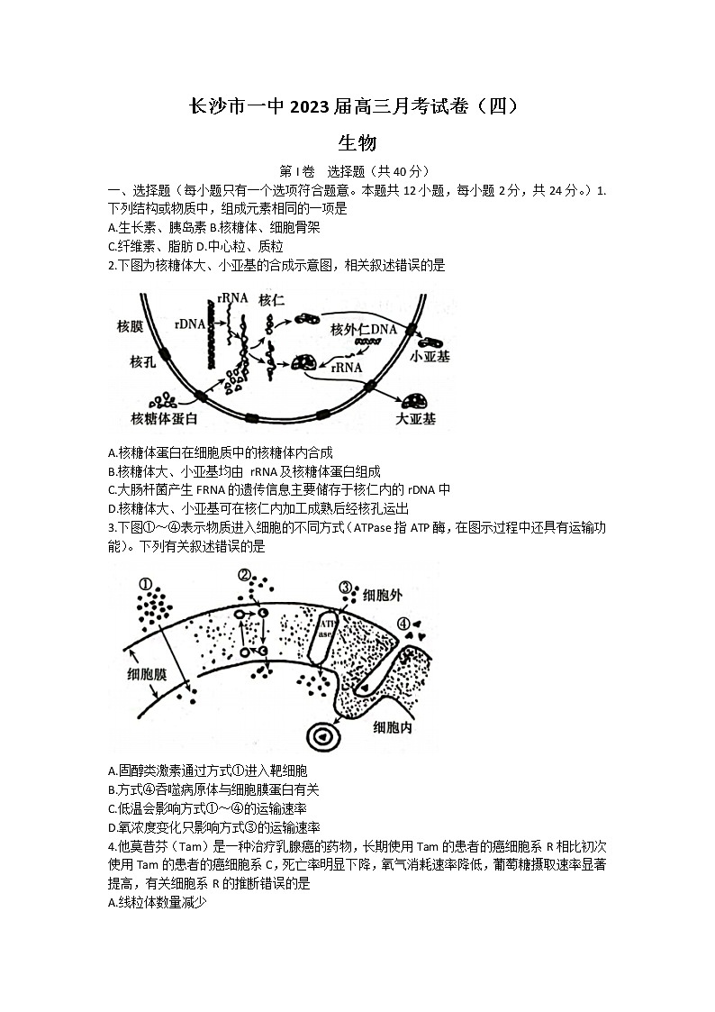 湖南省长沙市第一中学2023届高三生物上学期月考卷（四）试题（Word版附解析）01
