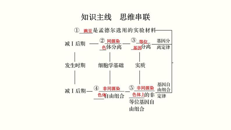 (新高考)高考生物一轮复习课件第六单元遗传的基本规律(含解析)第2页