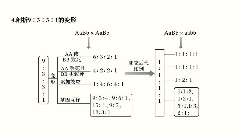 (新高考)高考生物一轮复习课件第六单元遗传的基本规律(含解析)第8页