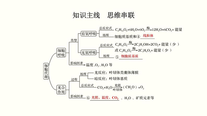 (新高考)高考生物一轮复习课件第三单元光合作用与细胞呼吸(含解析)第2页