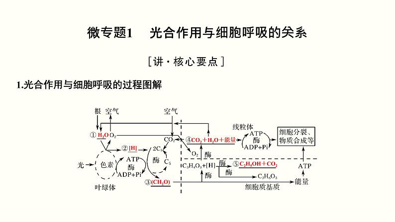 (新高考)高考生物一轮复习课件第三单元光合作用与细胞呼吸(含解析)第3页