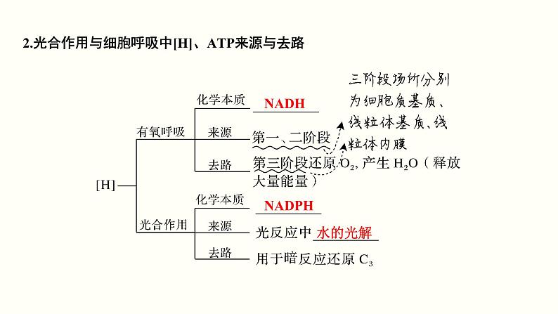 (新高考)高考生物一轮复习课件第三单元光合作用与细胞呼吸(含解析)第4页