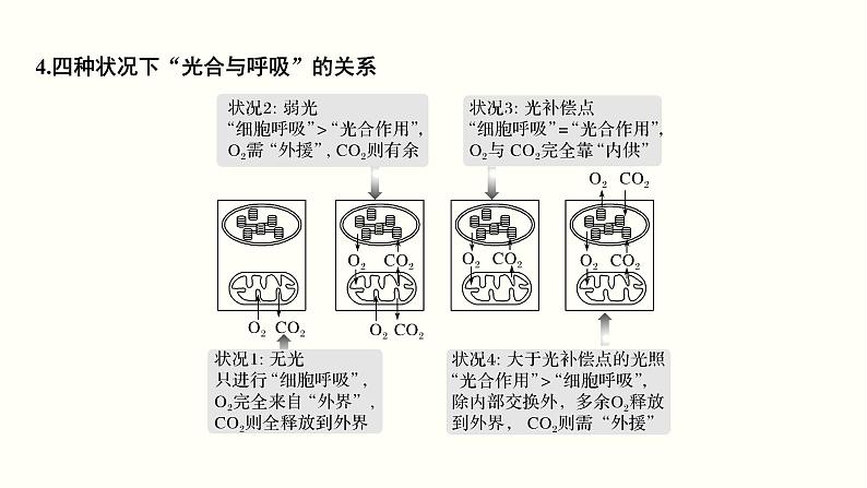 (新高考)高考生物一轮复习课件第三单元光合作用与细胞呼吸(含解析)第8页