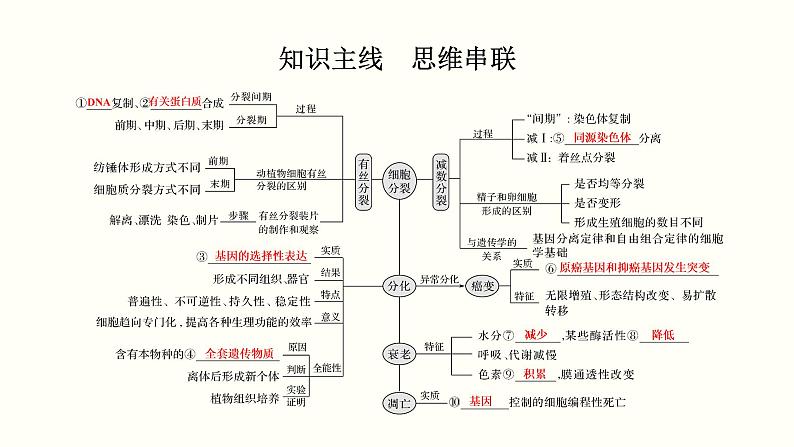 (新高考)高考生物一轮复习课件第四单元细胞的生命历程(含解析)02