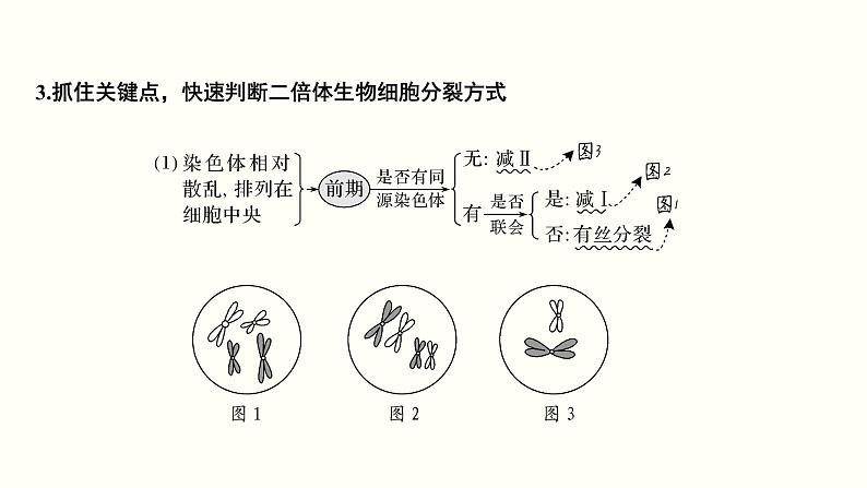 (新高考)高考生物一轮复习课件第四单元细胞的生命历程(含解析)07