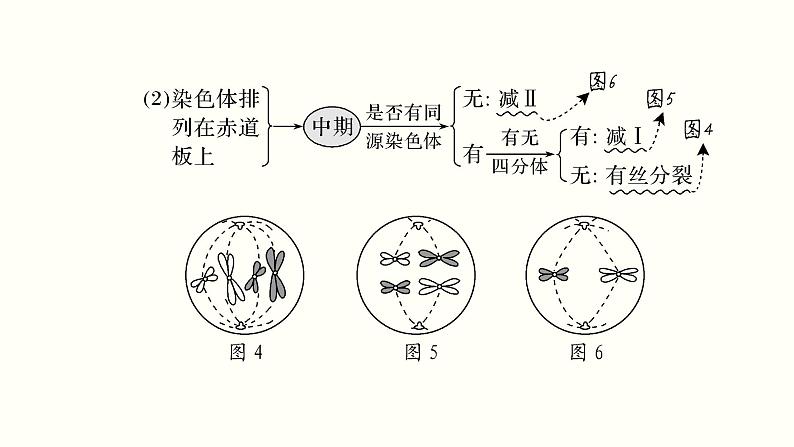 (新高考)高考生物一轮复习课件第四单元细胞的生命历程(含解析)08