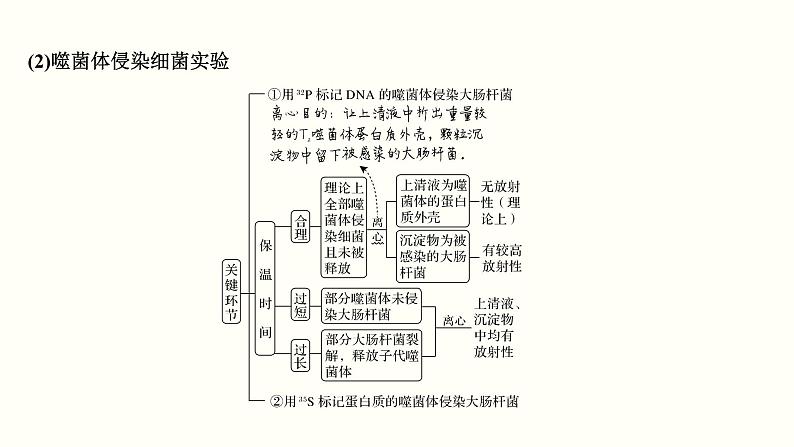 (新高考)高考生物一轮复习课件第五单元遗传的分子基础(含解析)第4页