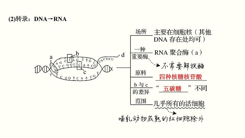 (新高考)高考生物一轮复习课件第五单元遗传的分子基础(含解析)第7页