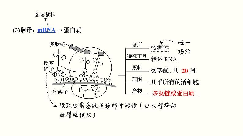 (新高考)高考生物一轮复习课件第五单元遗传的分子基础(含解析)第8页