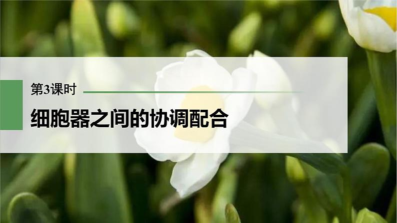 (新高考)2023年高考生物一轮复习课件第2单元第3课时细胞器之间的协调配合(含解析)01