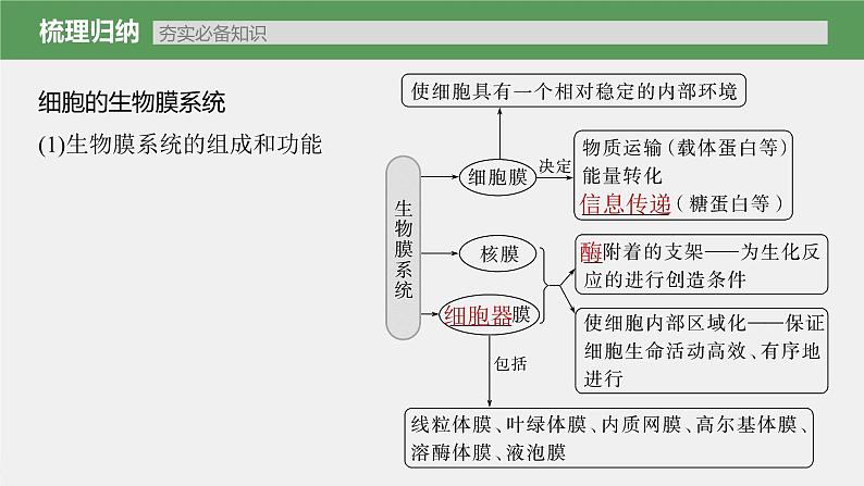 (新高考)2023年高考生物一轮复习课件第2单元第3课时细胞器之间的协调配合(含解析)03