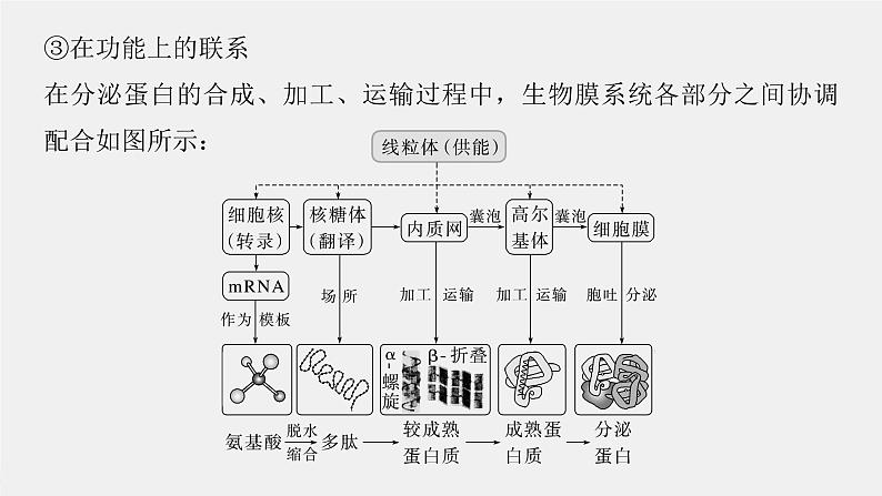 (新高考)2023年高考生物一轮复习课件第2单元第3课时细胞器之间的协调配合(含解析)07