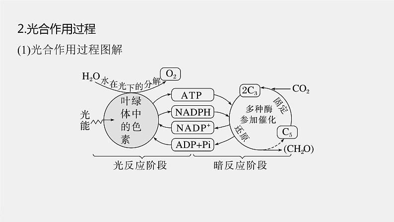 (新高考)2023年高考生物一轮复习课件第3单元第6课时光合作用的原理(含解析)第5页