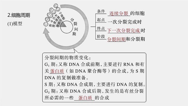 (新高考)2023年高考生物一轮复习课件第4单元第1课时细胞的增殖(含解析)06