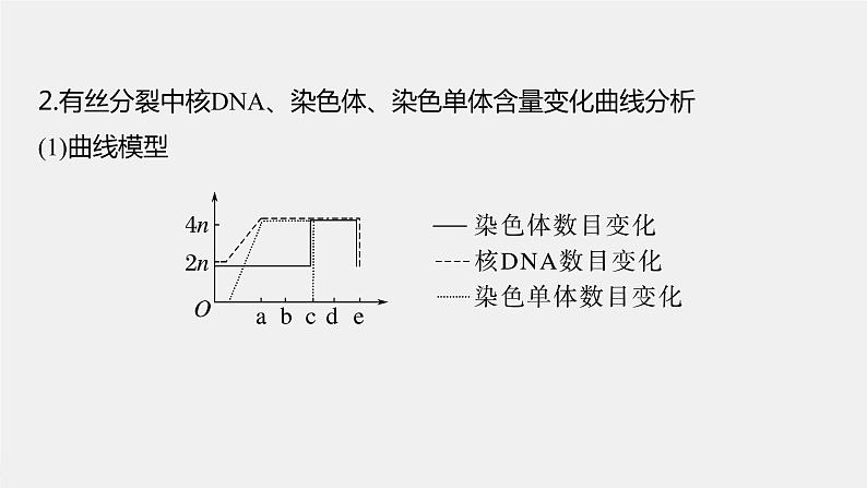 (新高考)2023年高考生物一轮复习课件第4单元第2课时有丝分裂过程中相关变化及观察实验(含解析)06