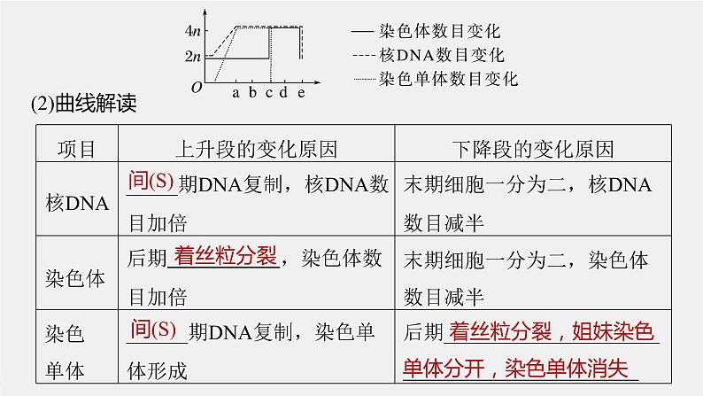 (新高考)2023年高考生物一轮复习课件第4单元第2课时有丝分裂过程中相关变化及观察实验(含解析)07