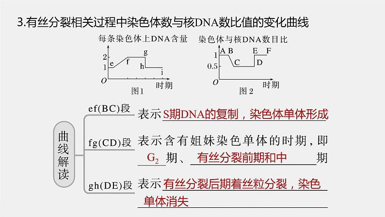 (新高考)2023年高考生物一轮复习课件第4单元第2课时有丝分裂过程中相关变化及观察实验(含解析)08