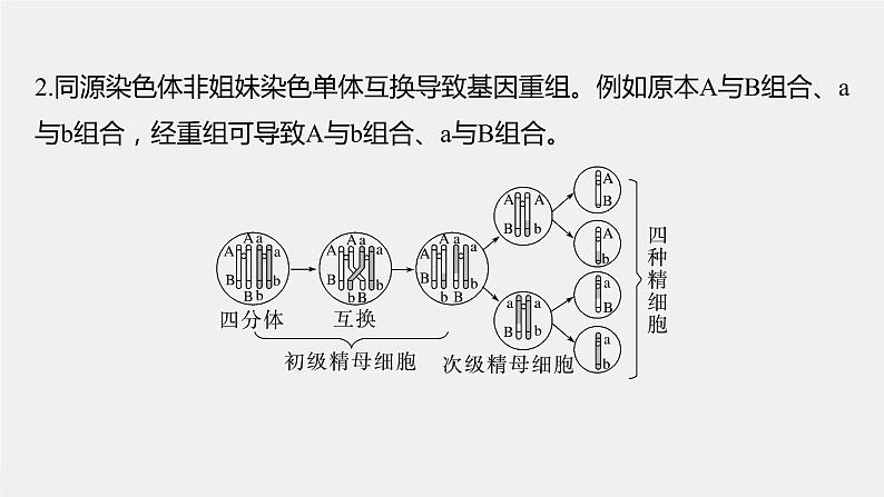 (新高考)2023年高考生物一轮复习课件第4单元微专题三减数分裂与可遗传变异的关系(含解析)04