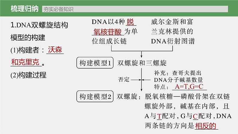 (新高考)2023年高考生物一轮复习课件第6单元第2课时DNA分子的结构及基因的概念(含解析)05